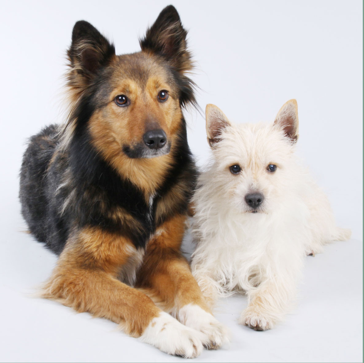 Hunde
