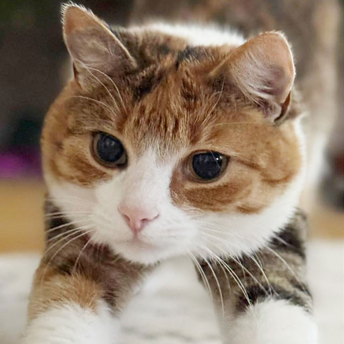 Katzen