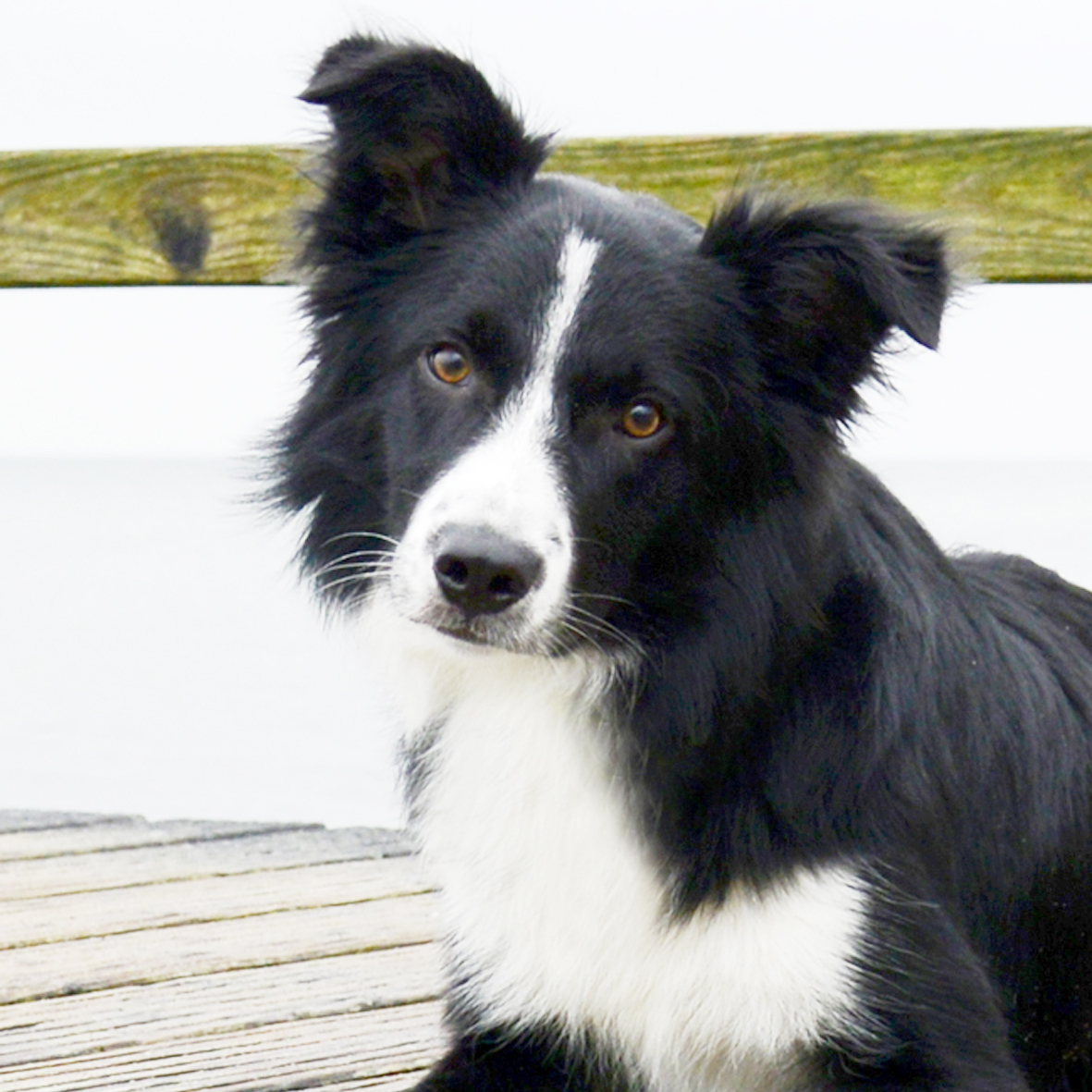 Fynn